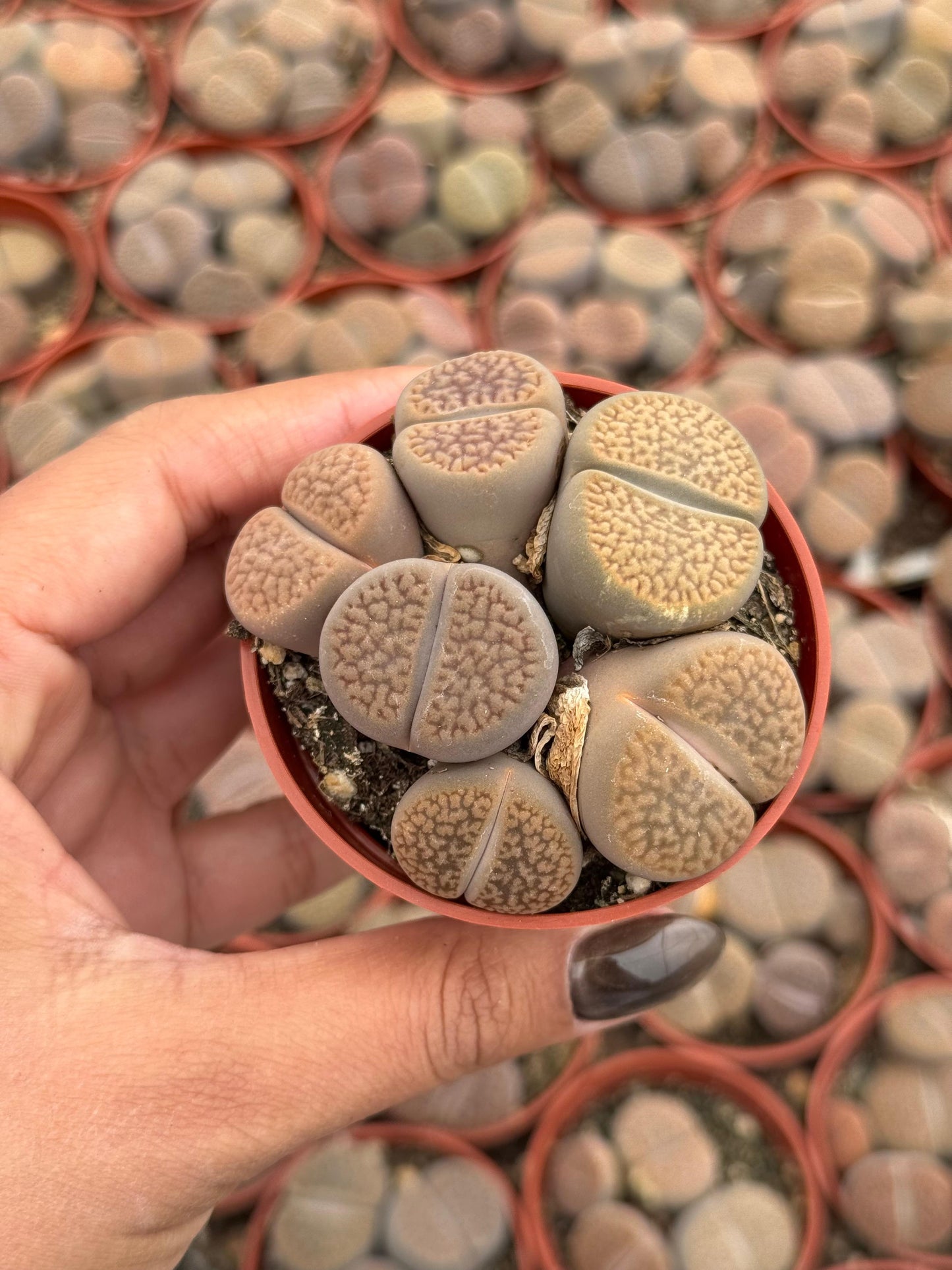 Charola de 28 macetas de lithops 2.5”