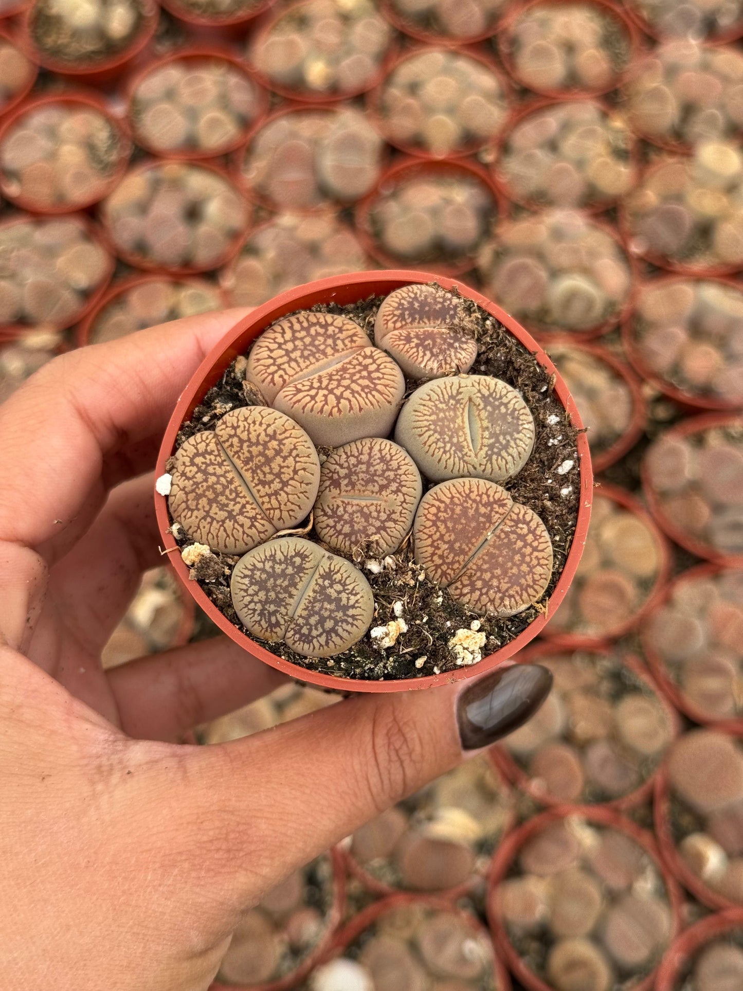 Charola de 28 macetas de lithops 2.5”