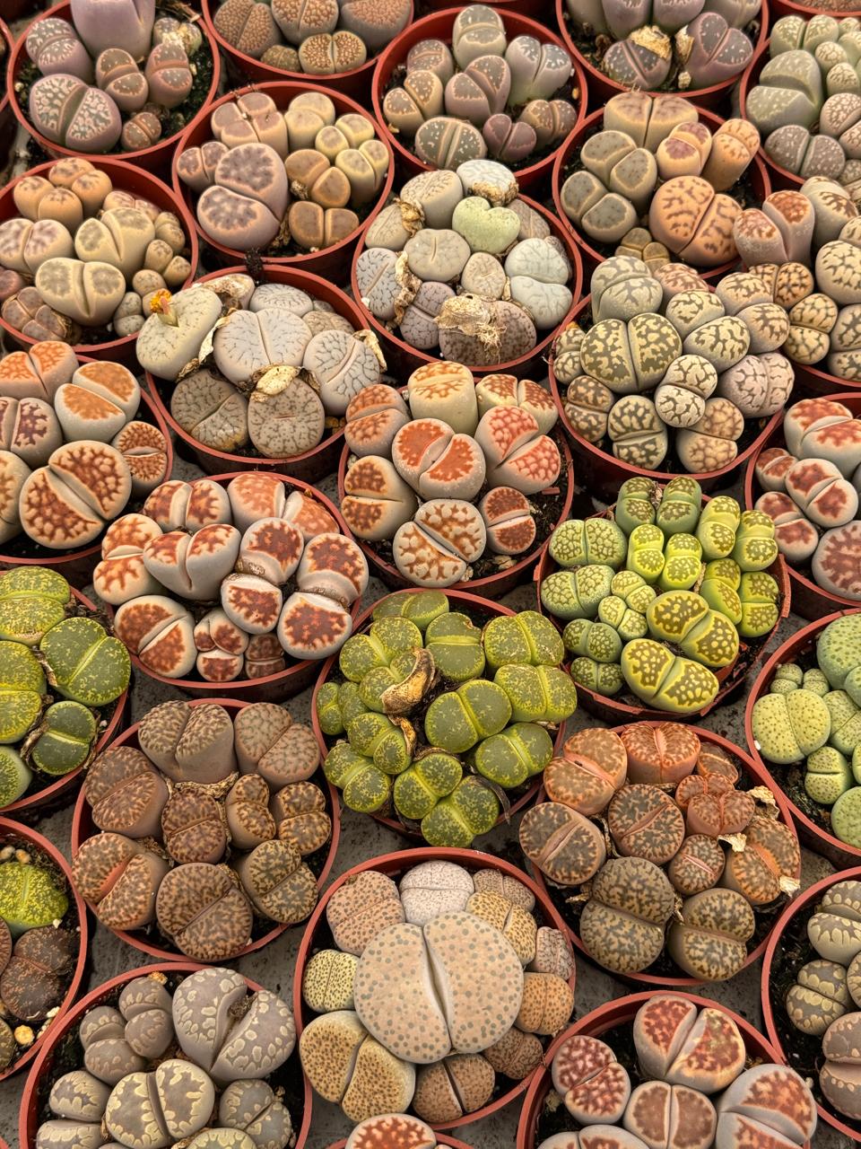 Charola de 28 macetas de lithops 2.5”