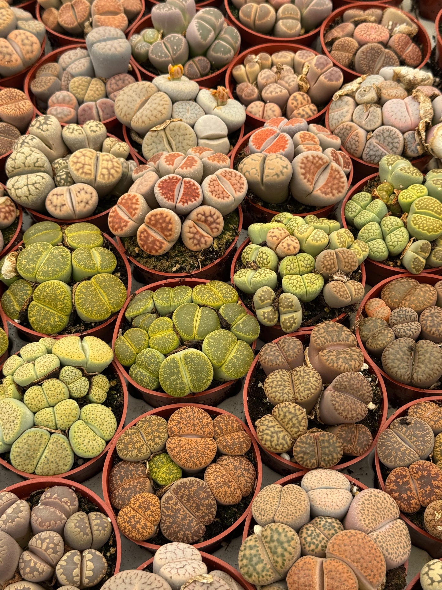 Charola de 28 macetas de lithops 2.5”