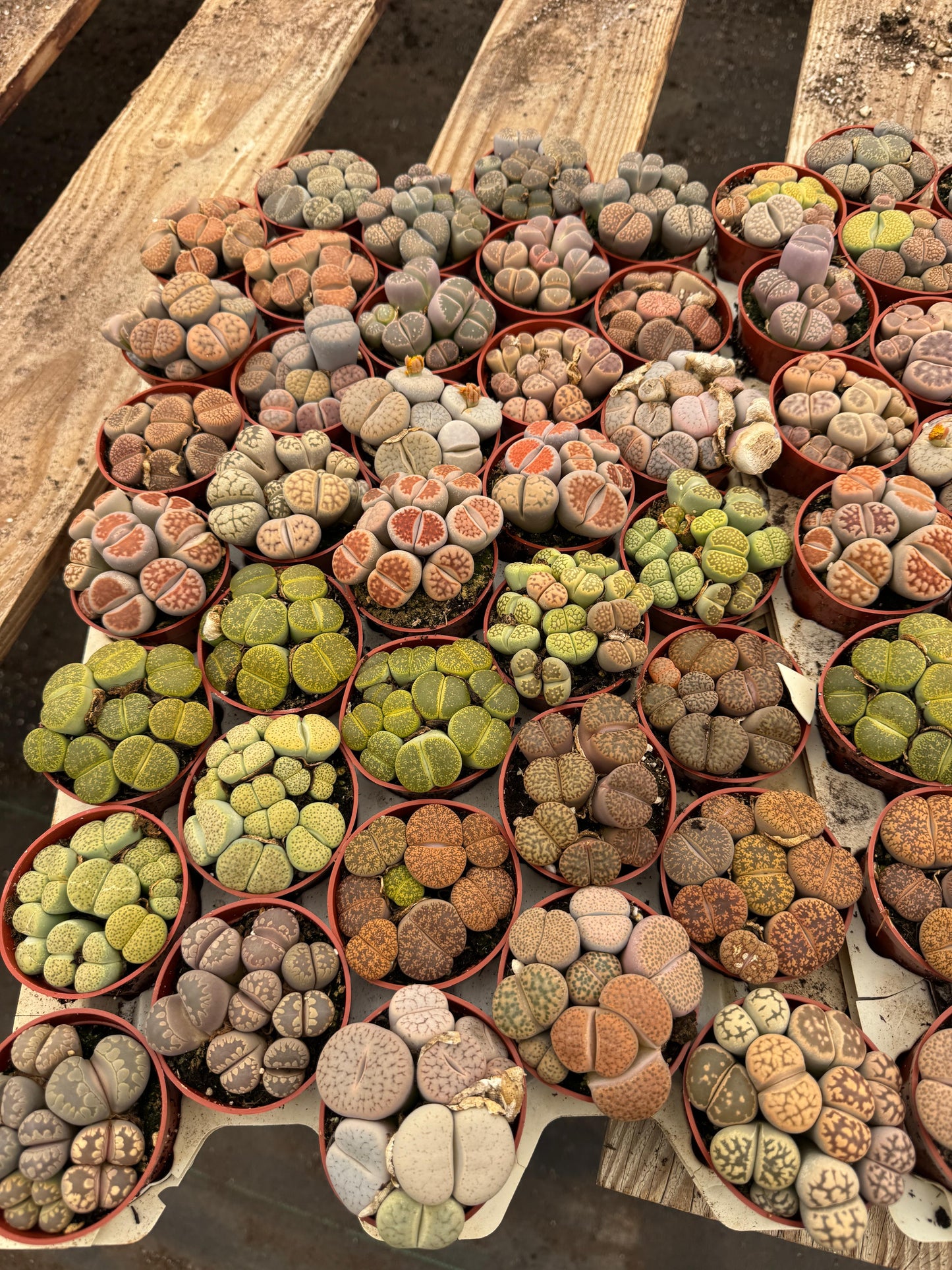 Charola de 28 macetas de lithops 2.5”