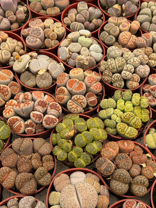 Media charola lithops cluster 2.5" ( 14 pz)