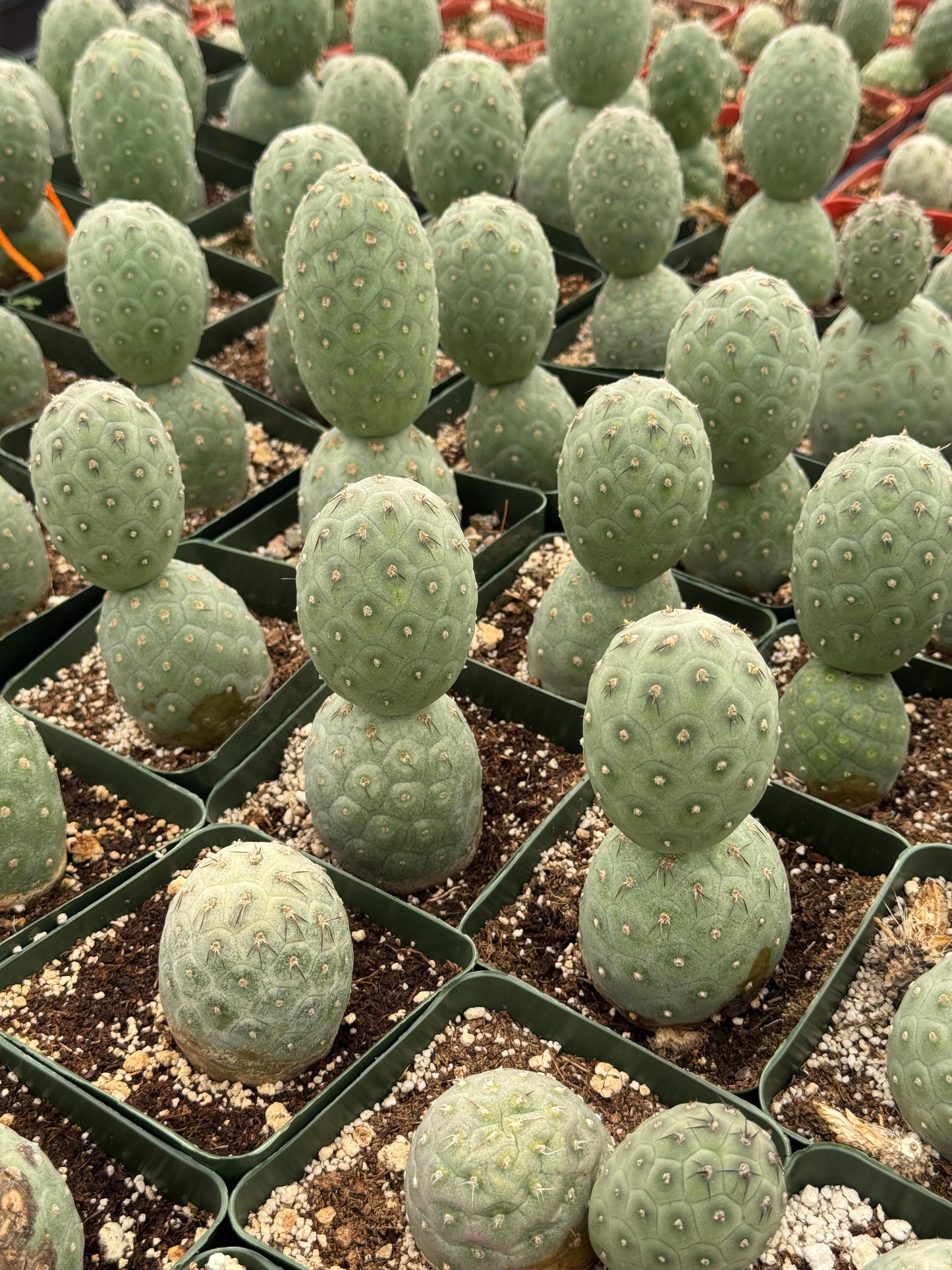 Tephrocactus geometricus (2 o más cabecitas)