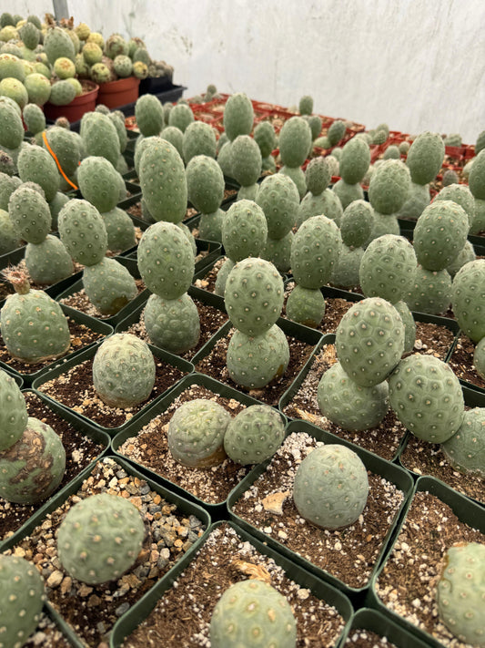 Tephrocactus geometricus (2 o más cabecitas)