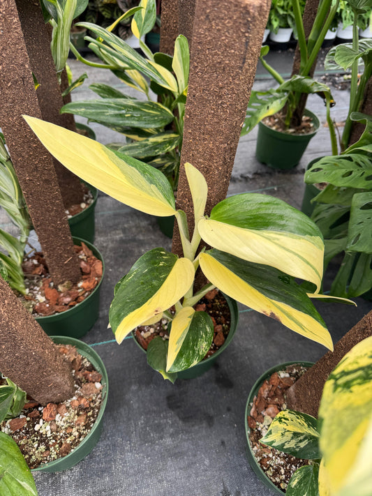 Monstera standleyana Variegada
