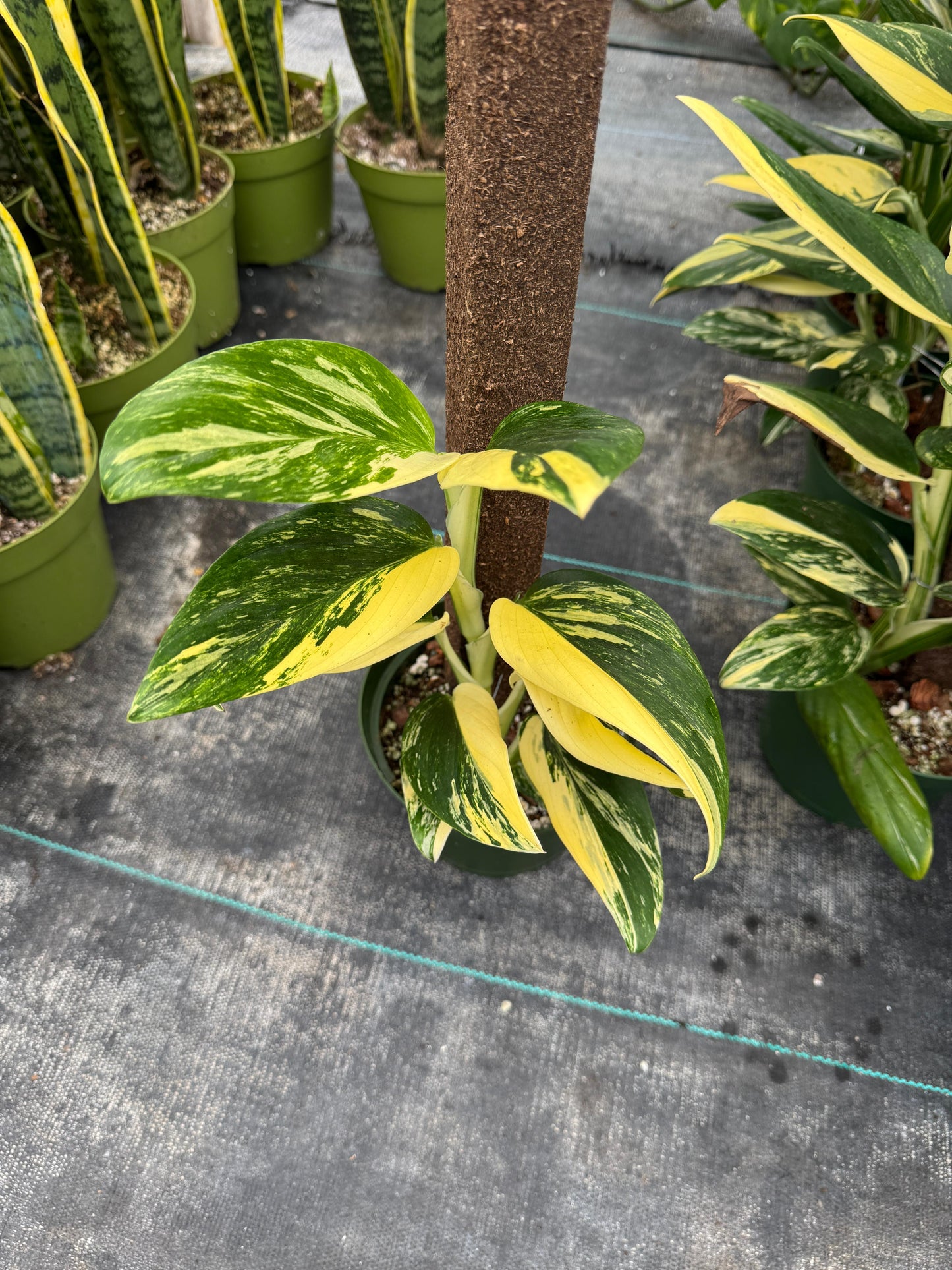 Monstera standleyana Variegada