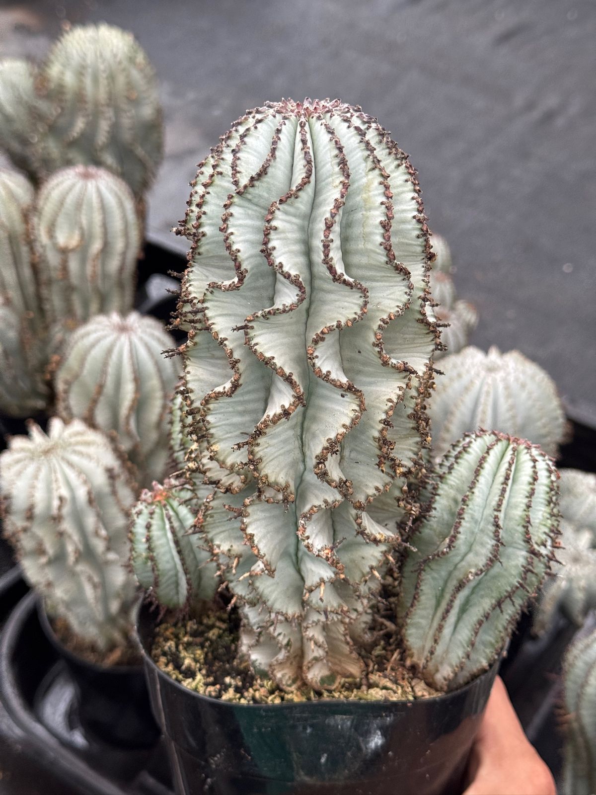Euphorbia horrida ‘snowflake’ cluster