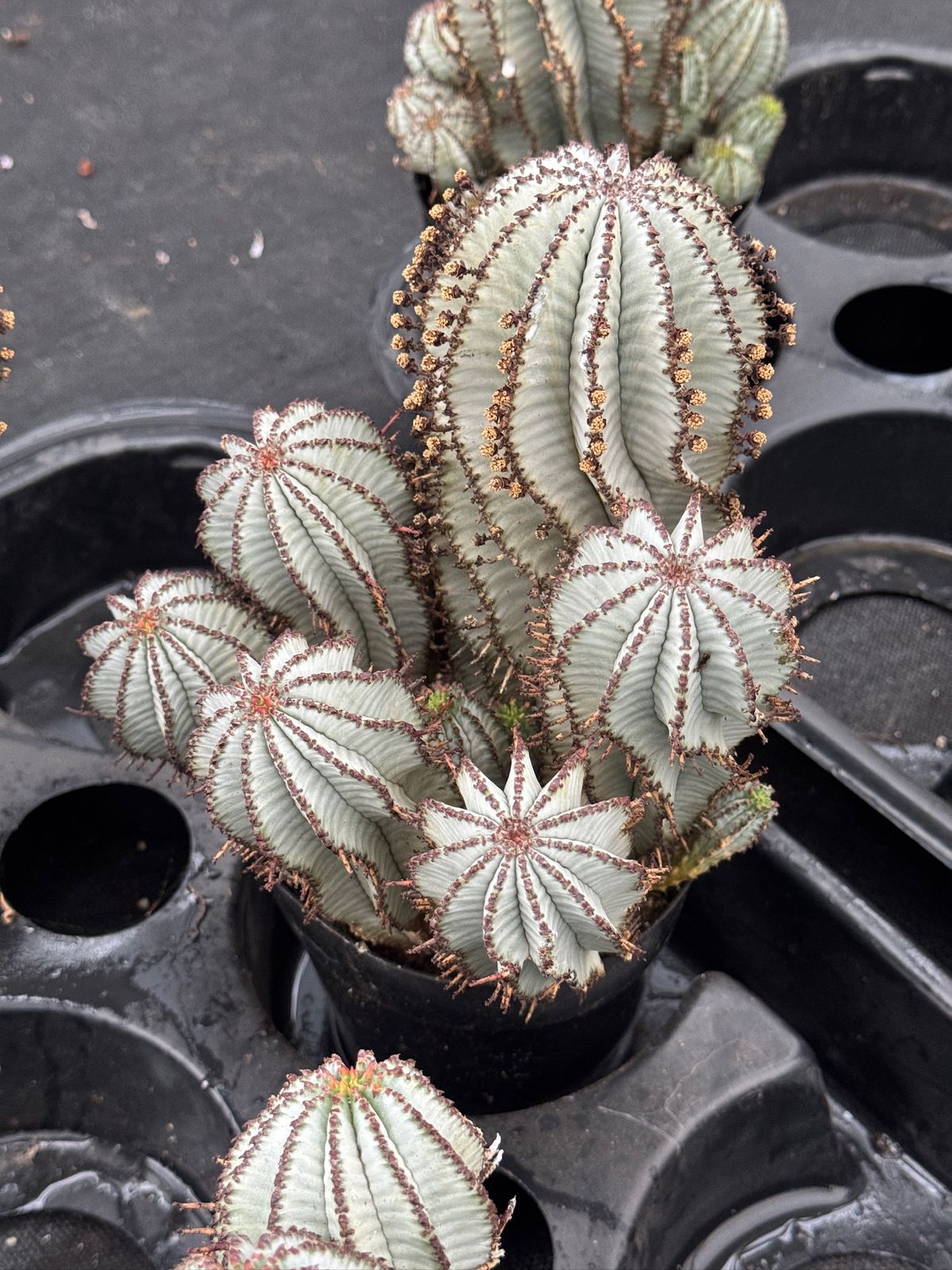 Euphorbia horrida ‘snowflake’ cluster