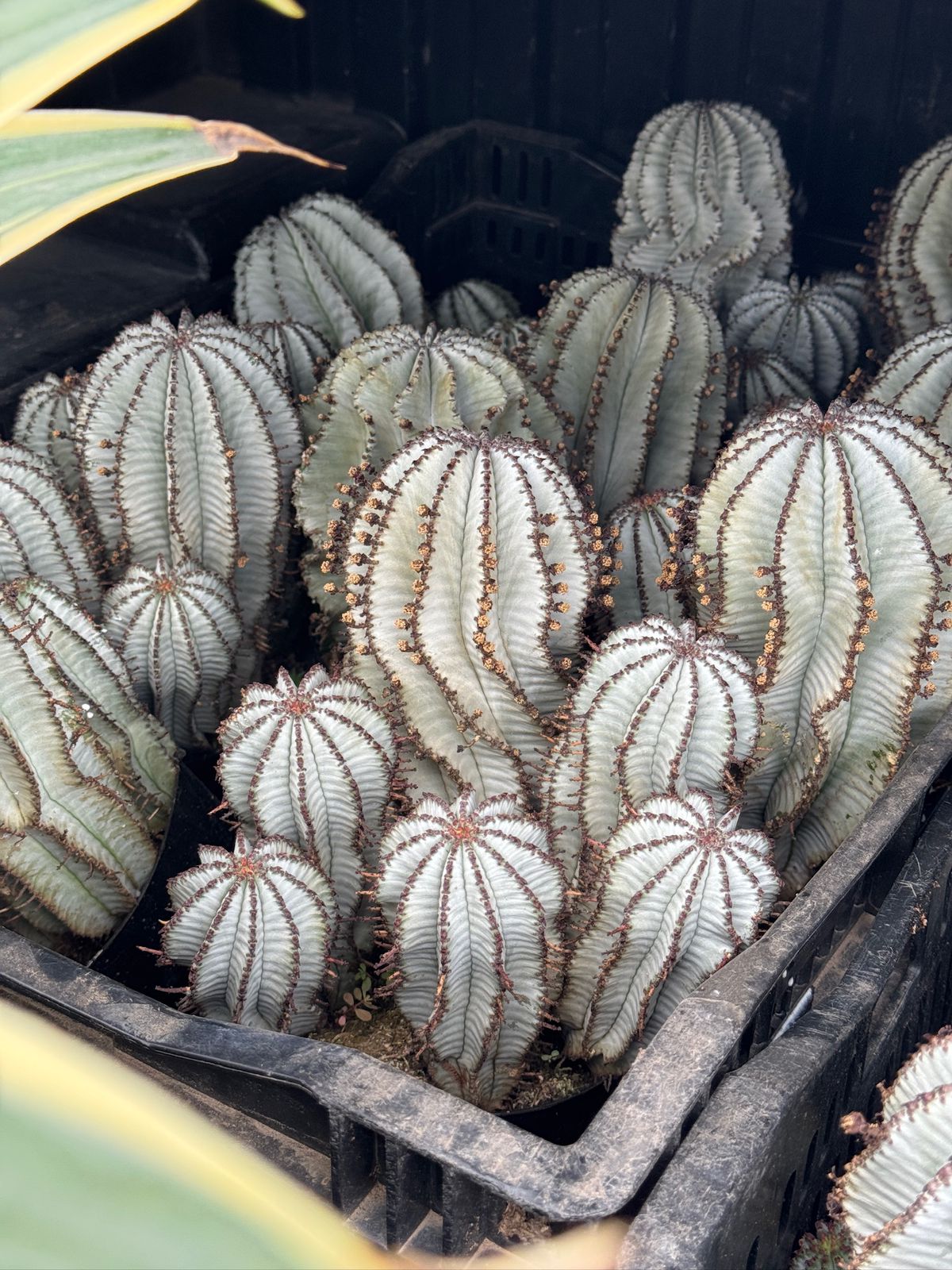Euphorbia horrida ‘snowflake’ cluster