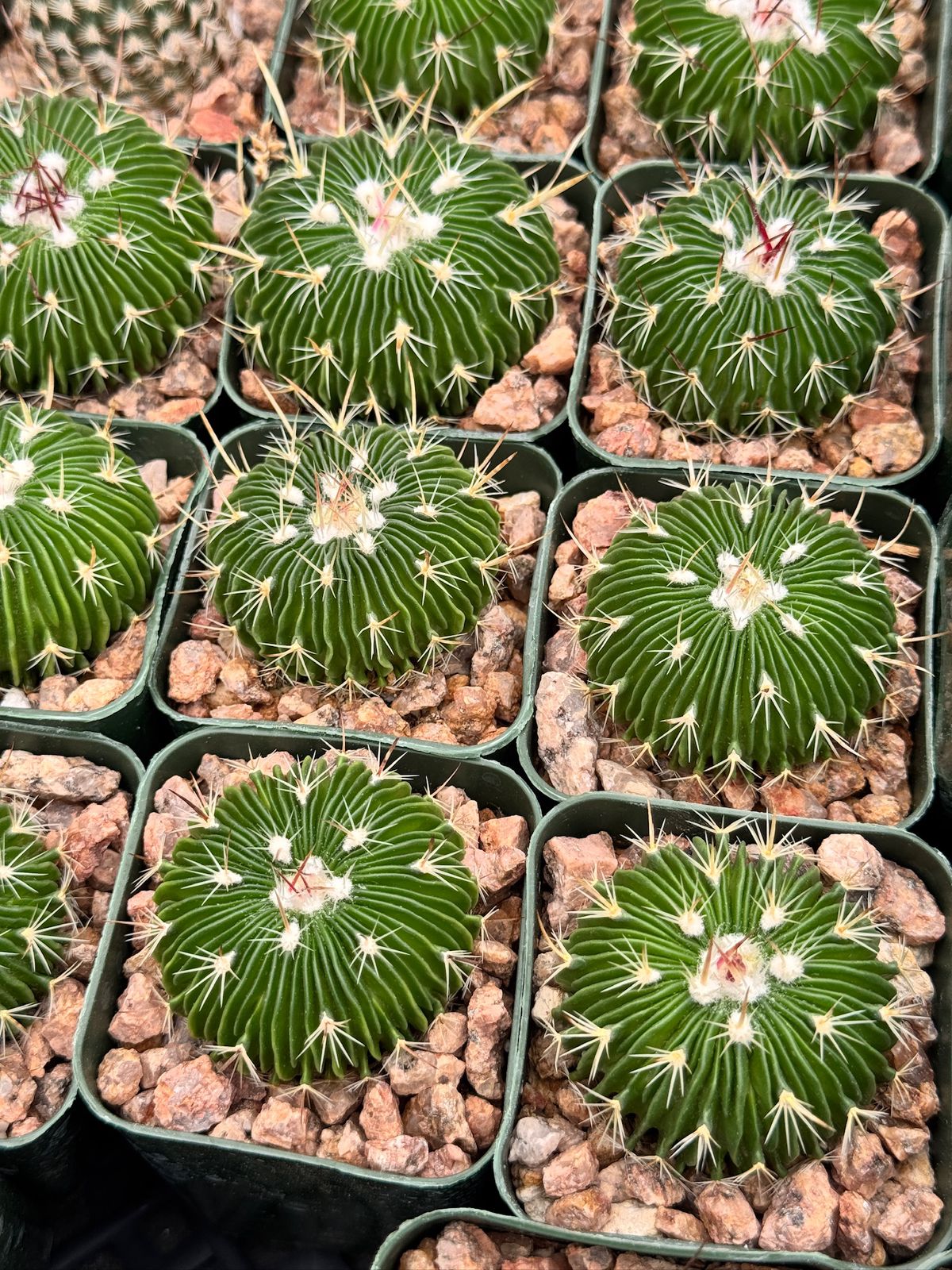 Echinofossolocactus multicostatum