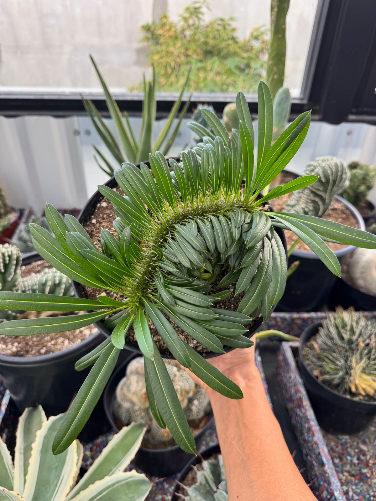 Pachypodium lamerei crestado