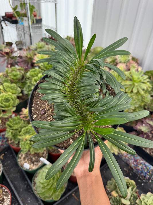Pachypodium lamerei crestado