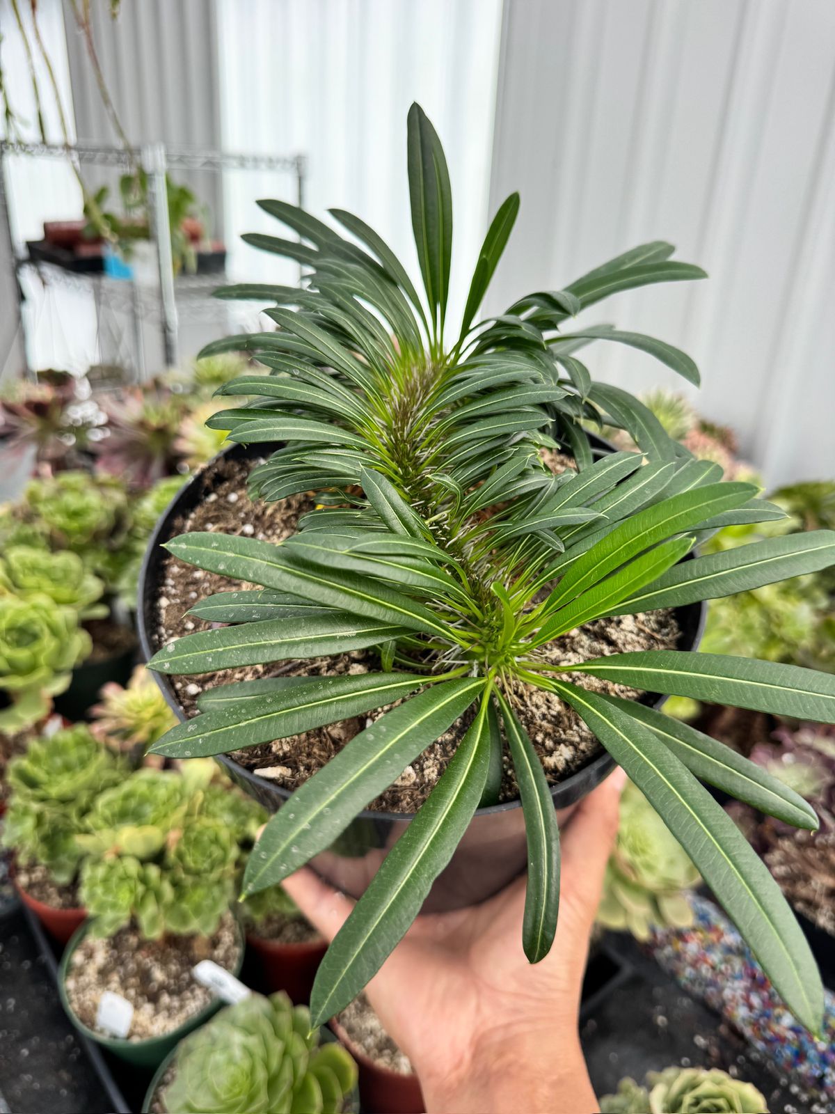 Pachypodium lamerei crestado