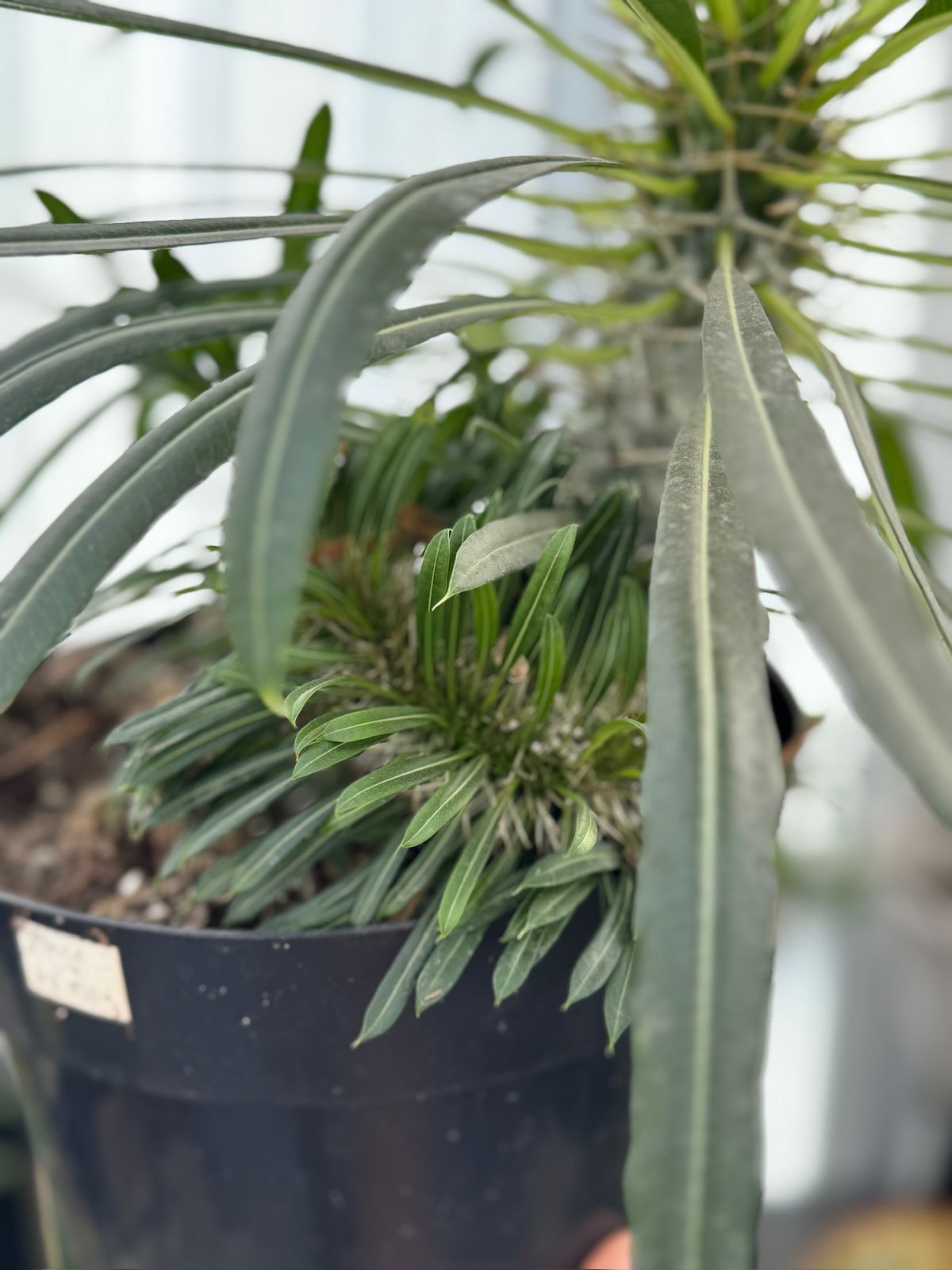 Pachypodium lamerei crestado