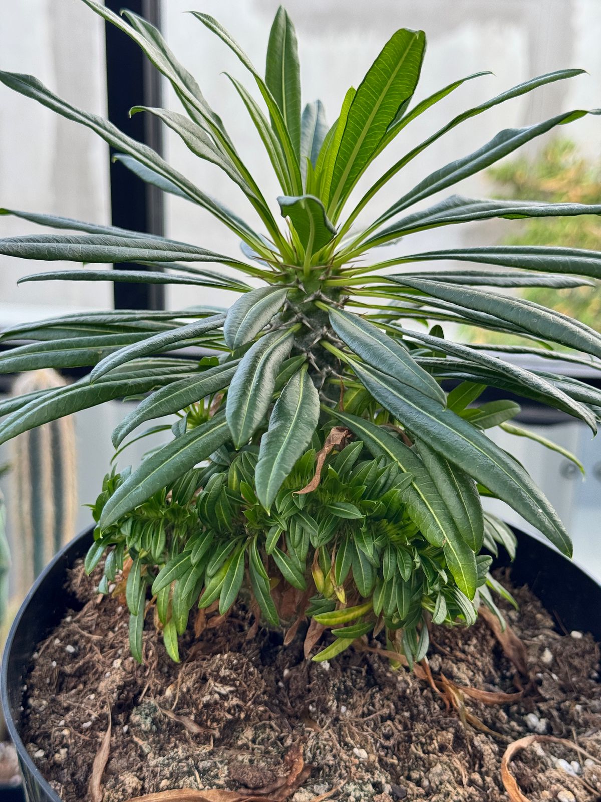 Pachypodium lamerei crestado