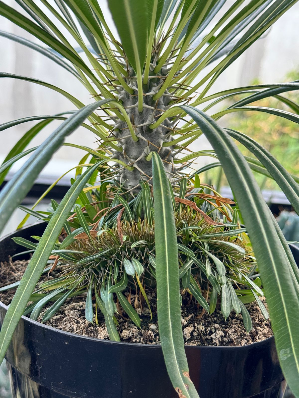 Pachypodium lamerei crestado