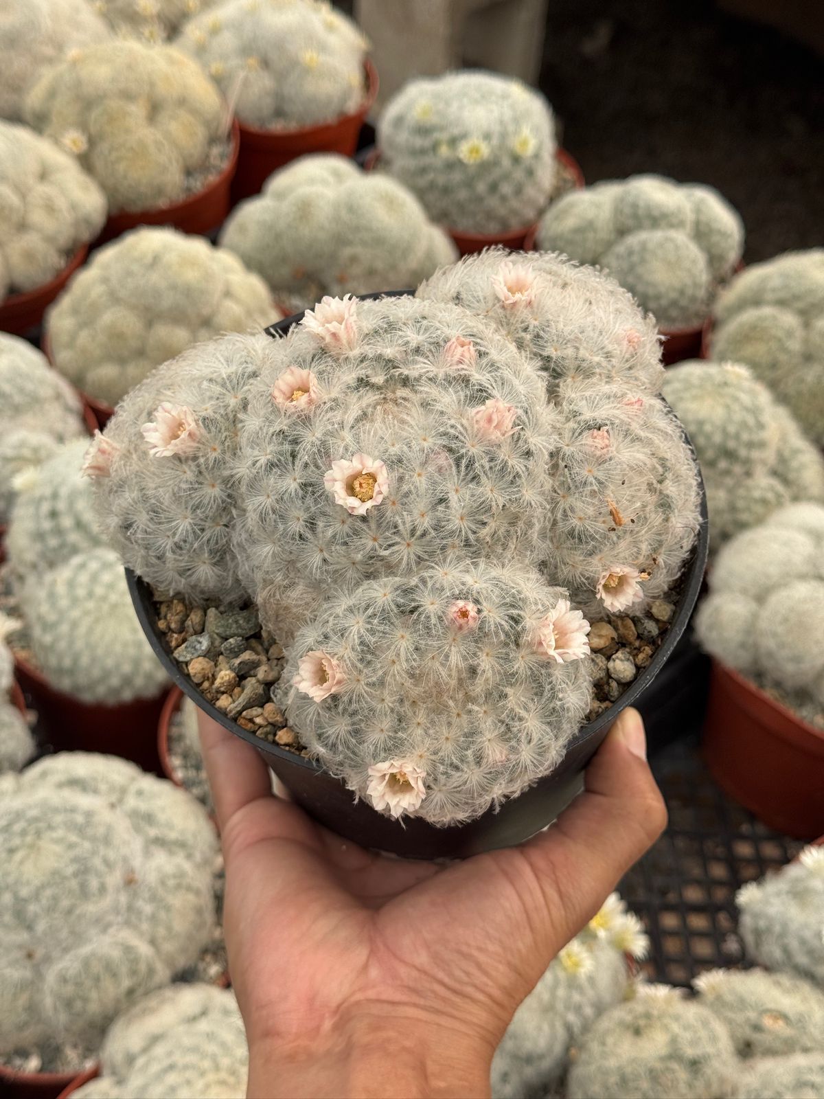 Mammillaria Plumosa