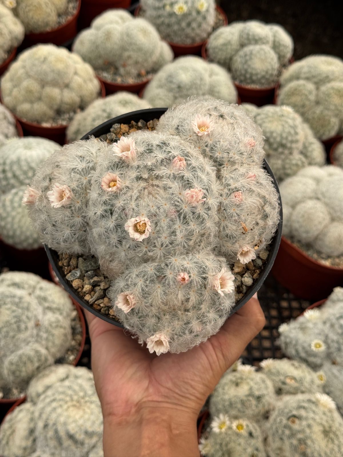Mammillaria Plumosa