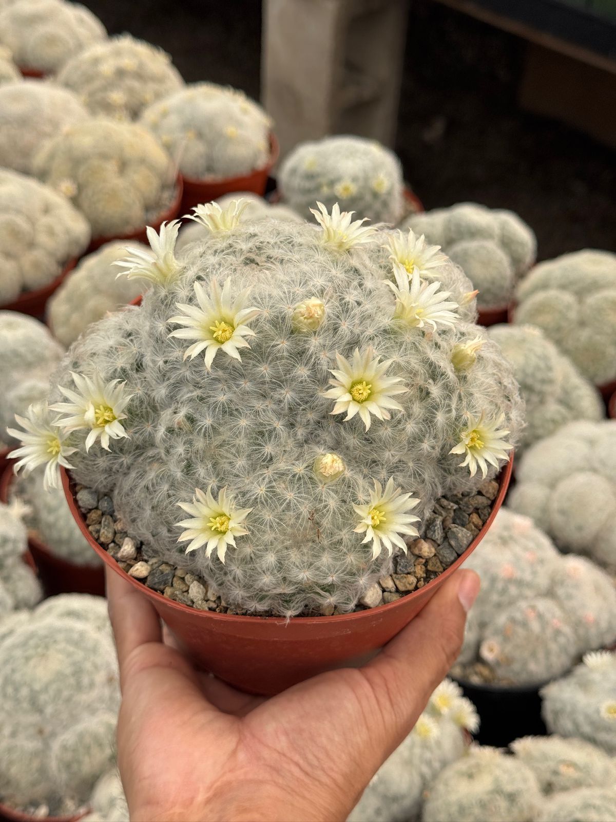 Mammillaria Plumosa
