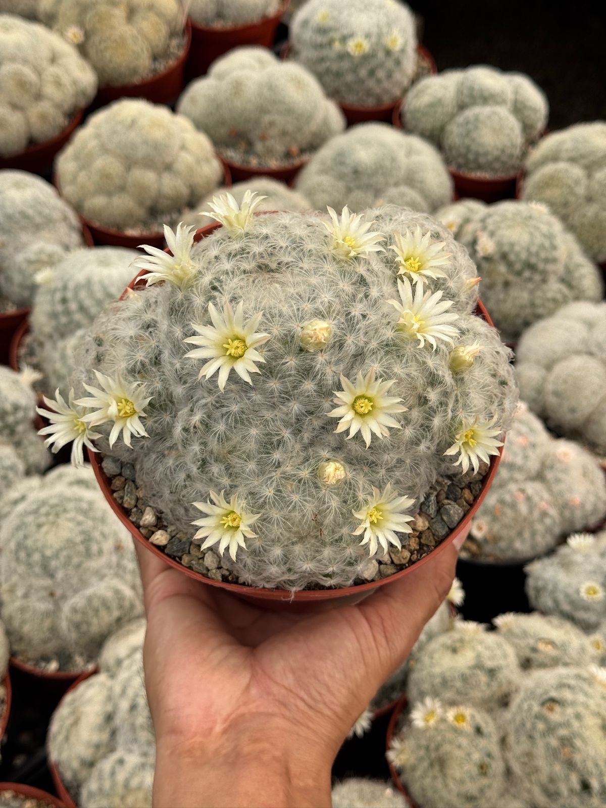 Mammillaria Plumosa