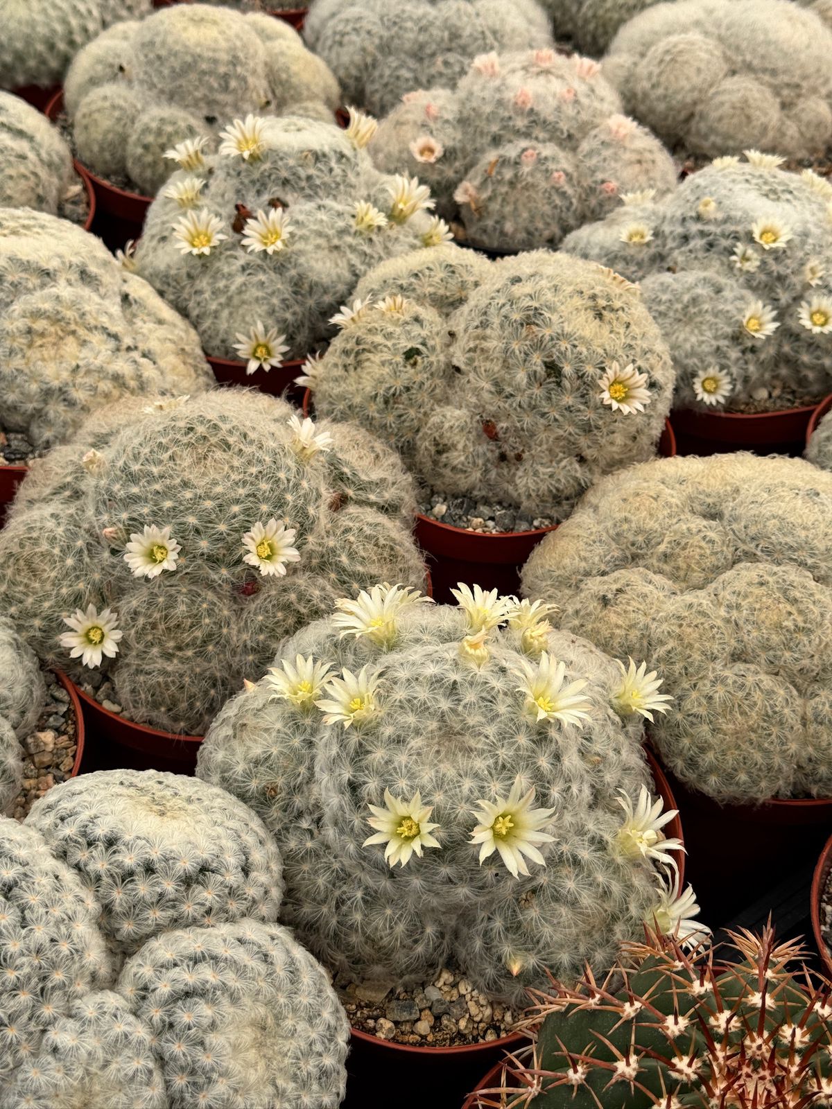 Mammillaria Plumosa