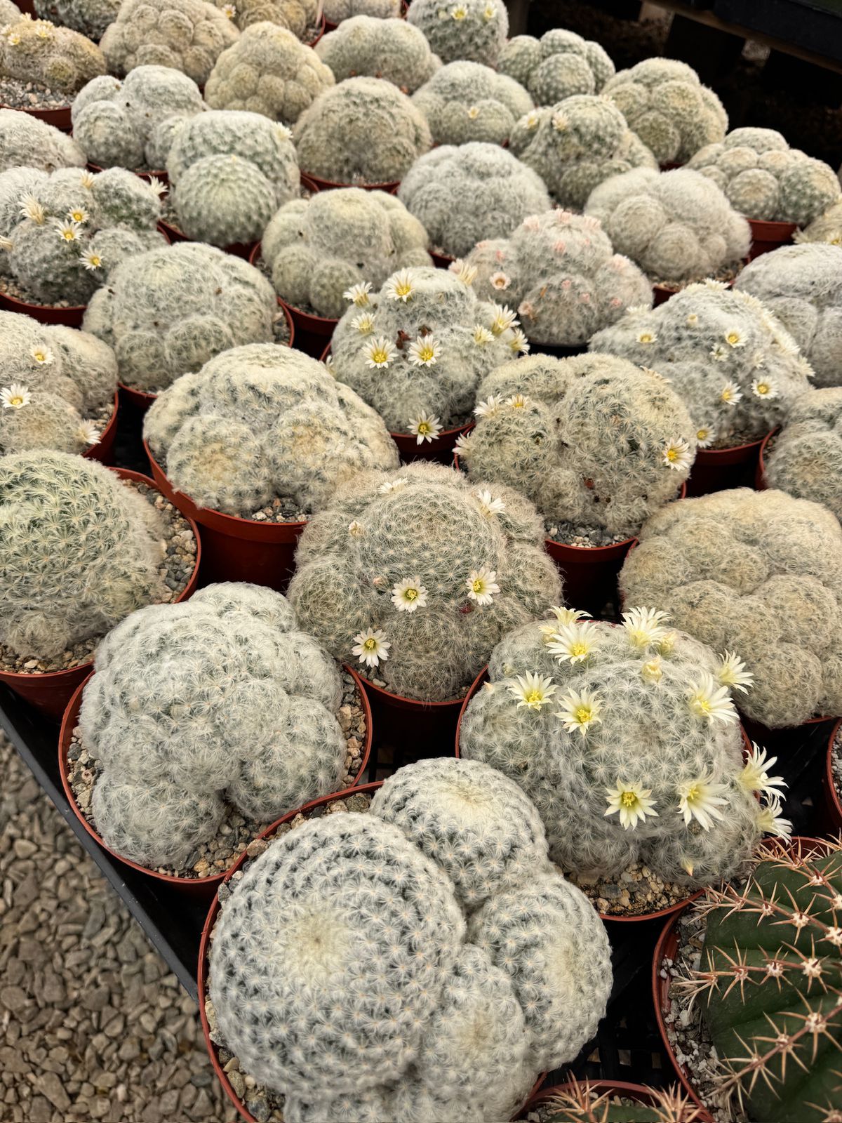 Mammillaria Plumosa