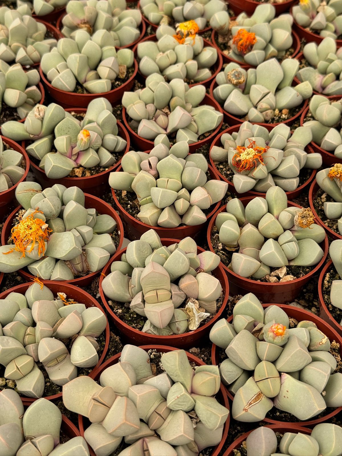 Lapidaria margaretae cluster