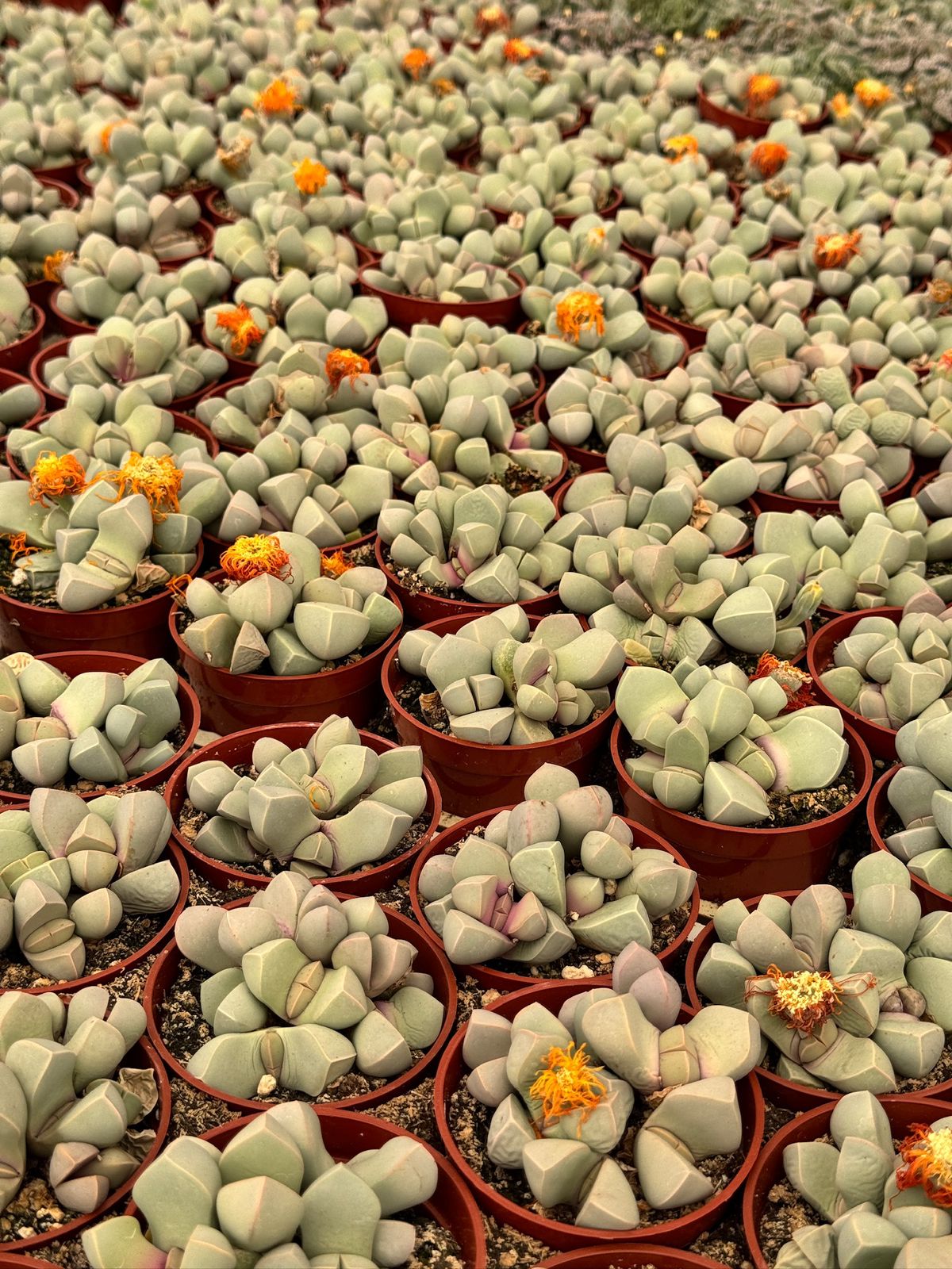 Lapidaria margaretae cluster
