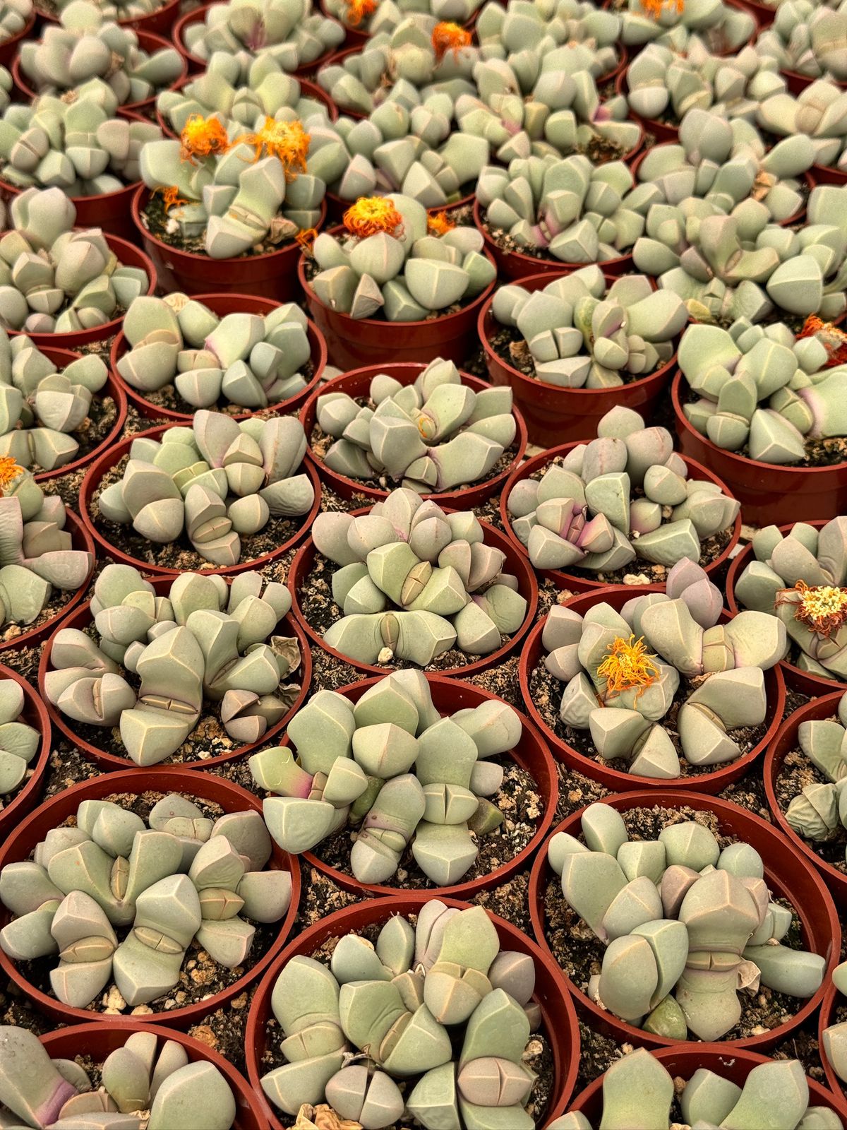 Lapidaria margaretae cluster