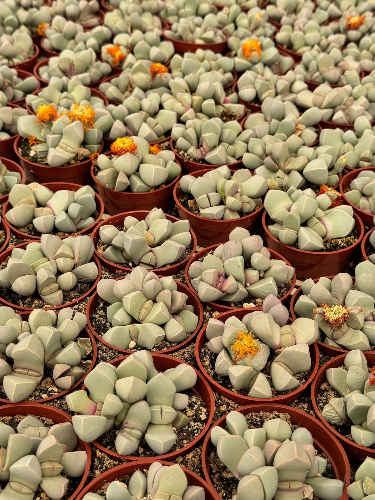 Lapidaria margaretae cluster
