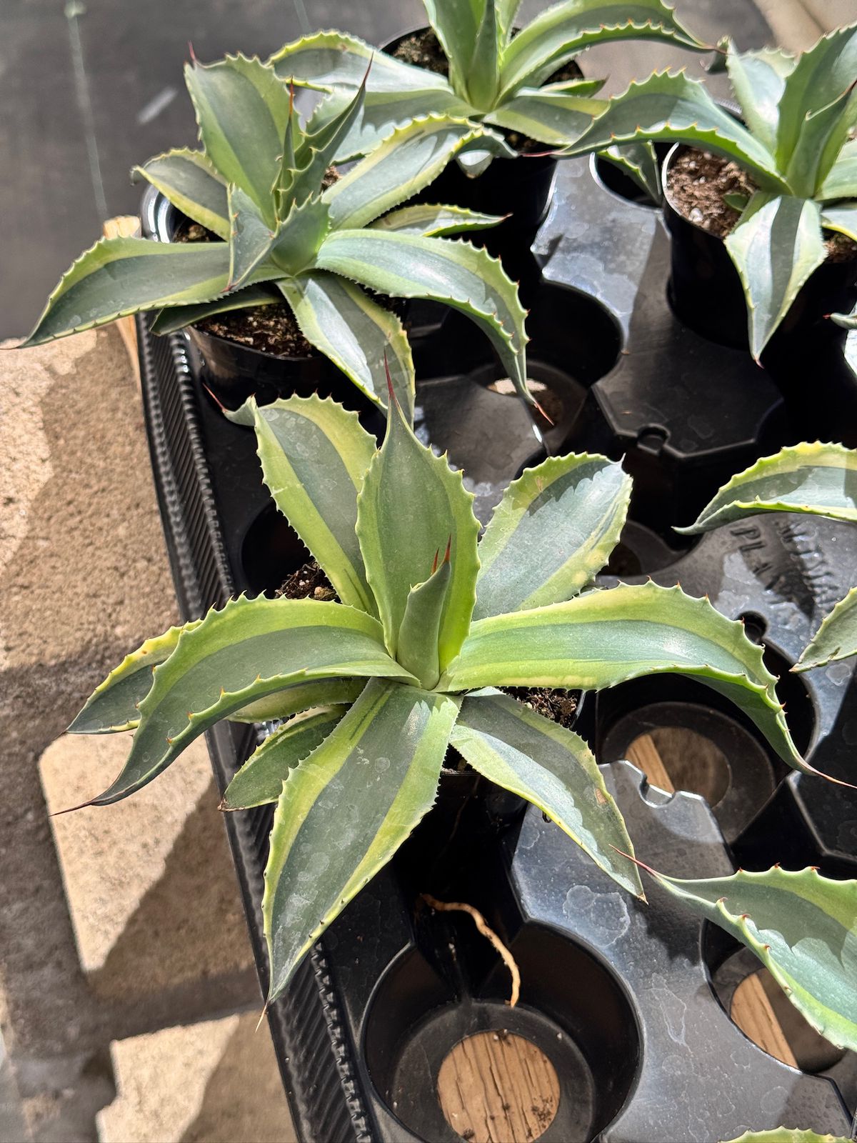 Agave ovatifolia 'Orca' Variegado – TiaJuanas Plants México