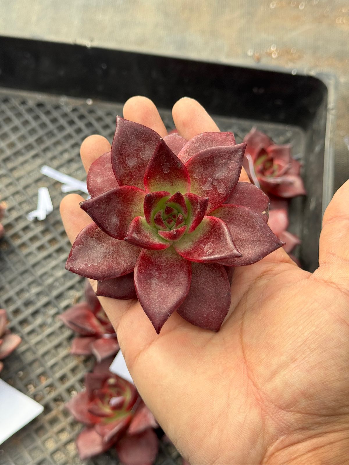 Echeveria Agavoide robin