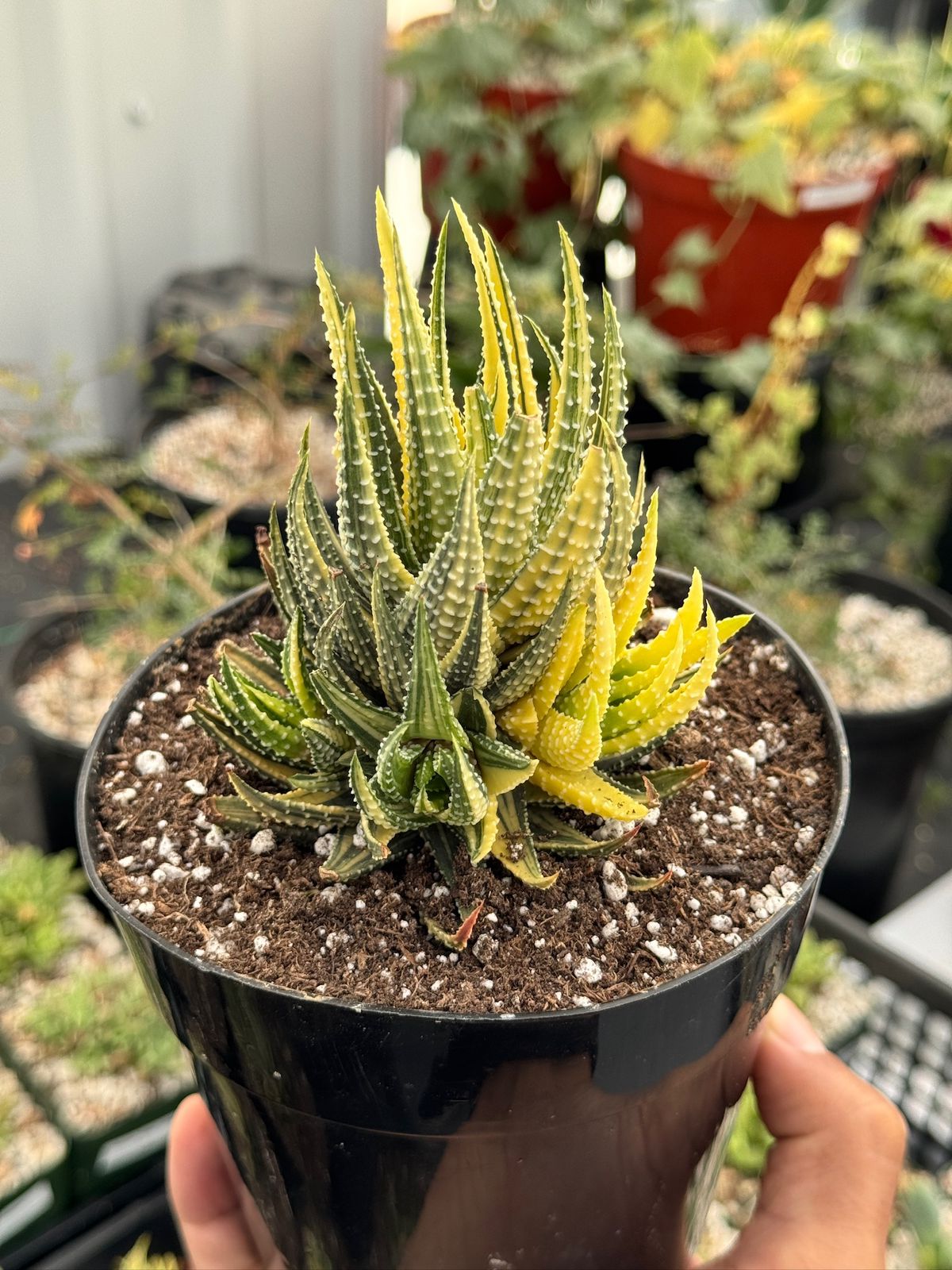 Haworthia pumila variegada