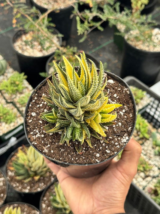 Haworthia pumila variegada