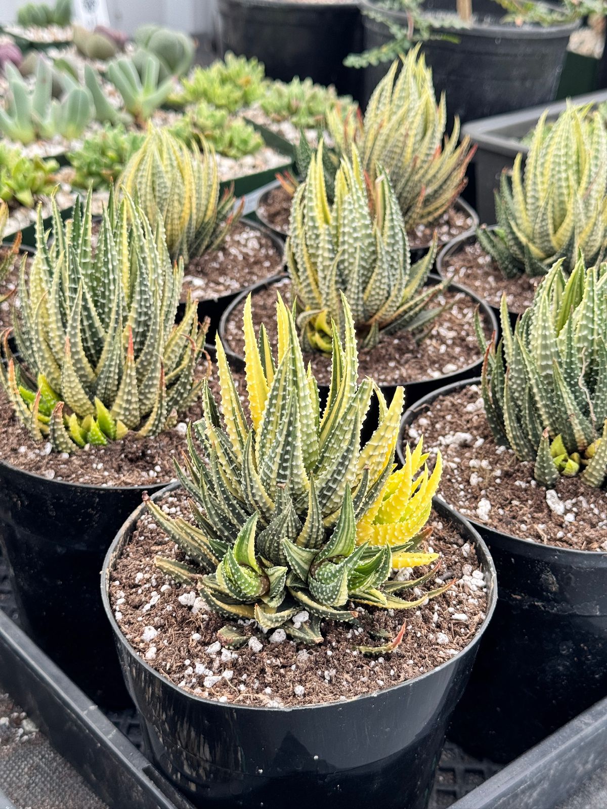 Haworthia pumila variegada