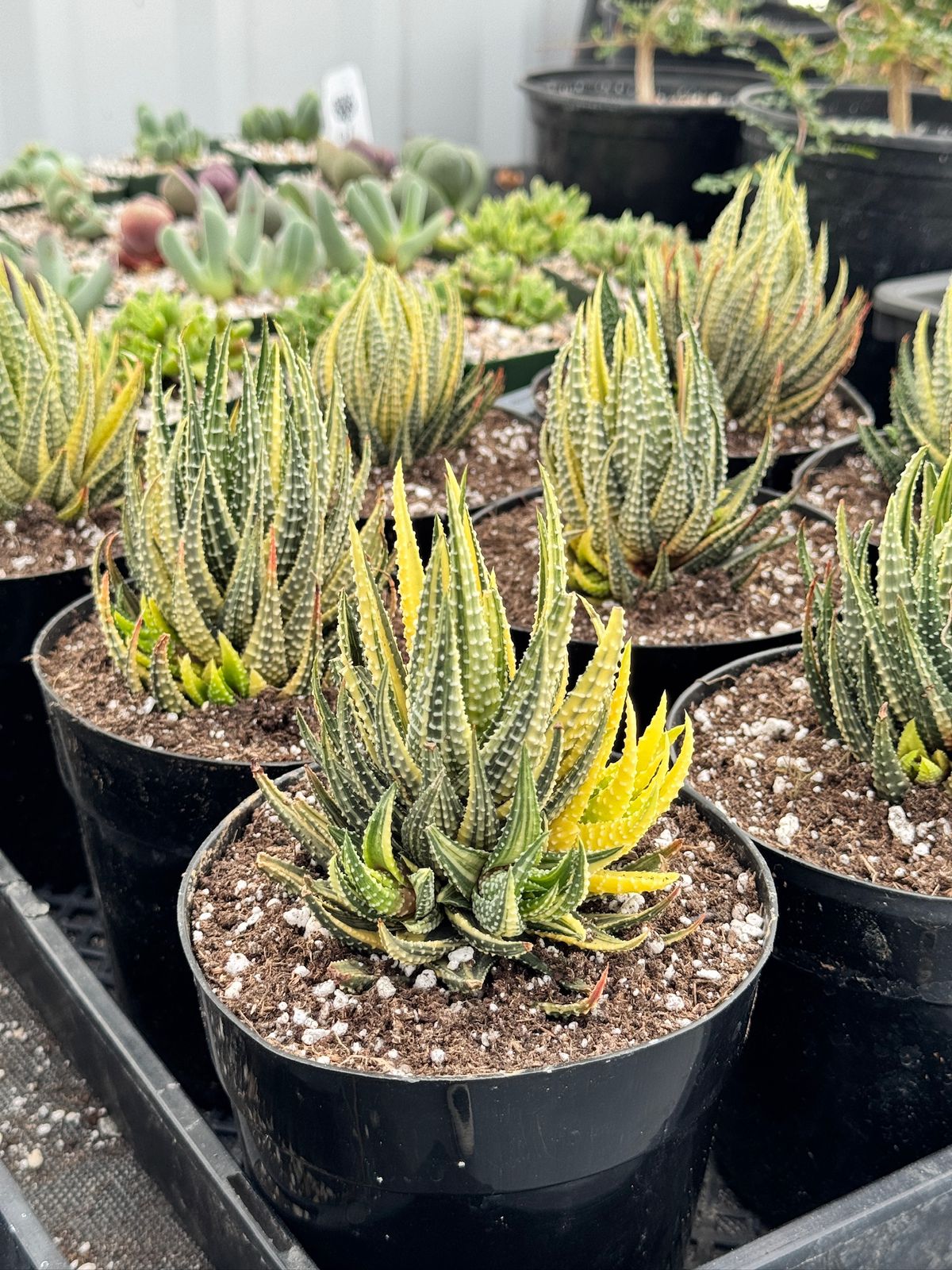 Haworthia pumila variegada