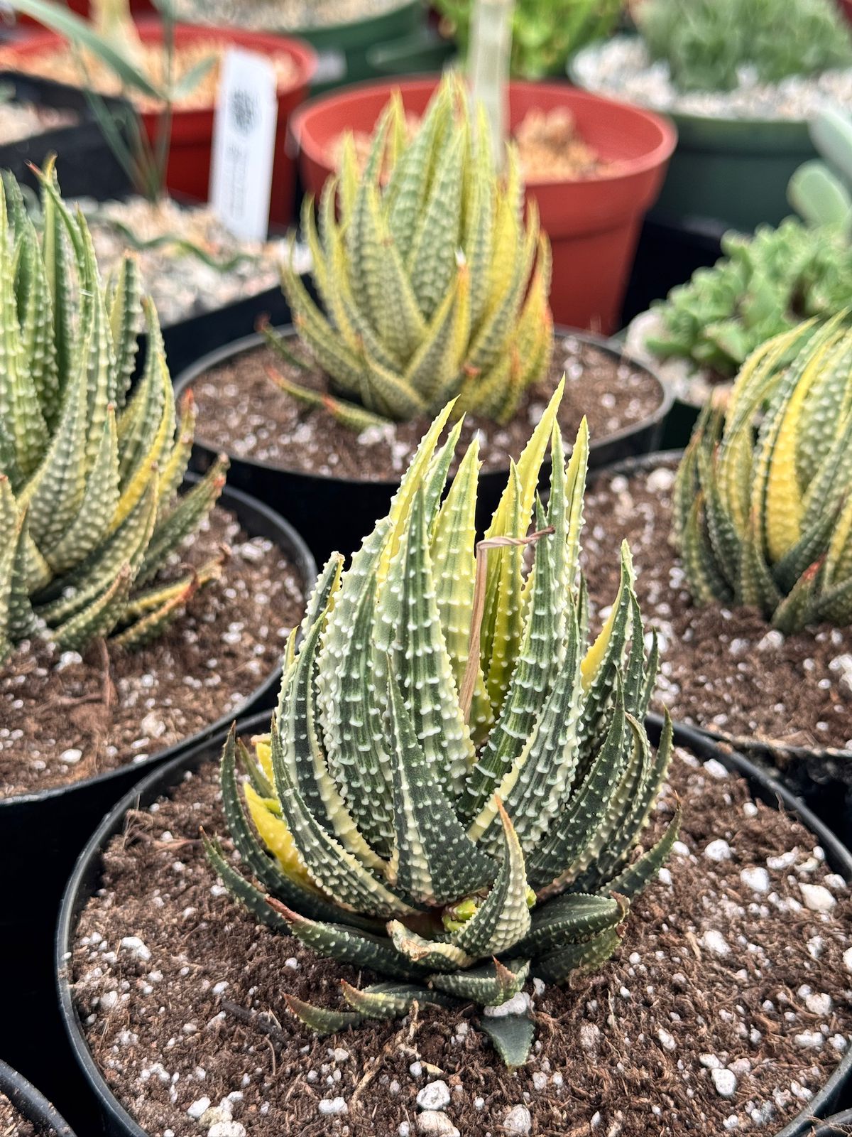 Haworthia pumila variegada
