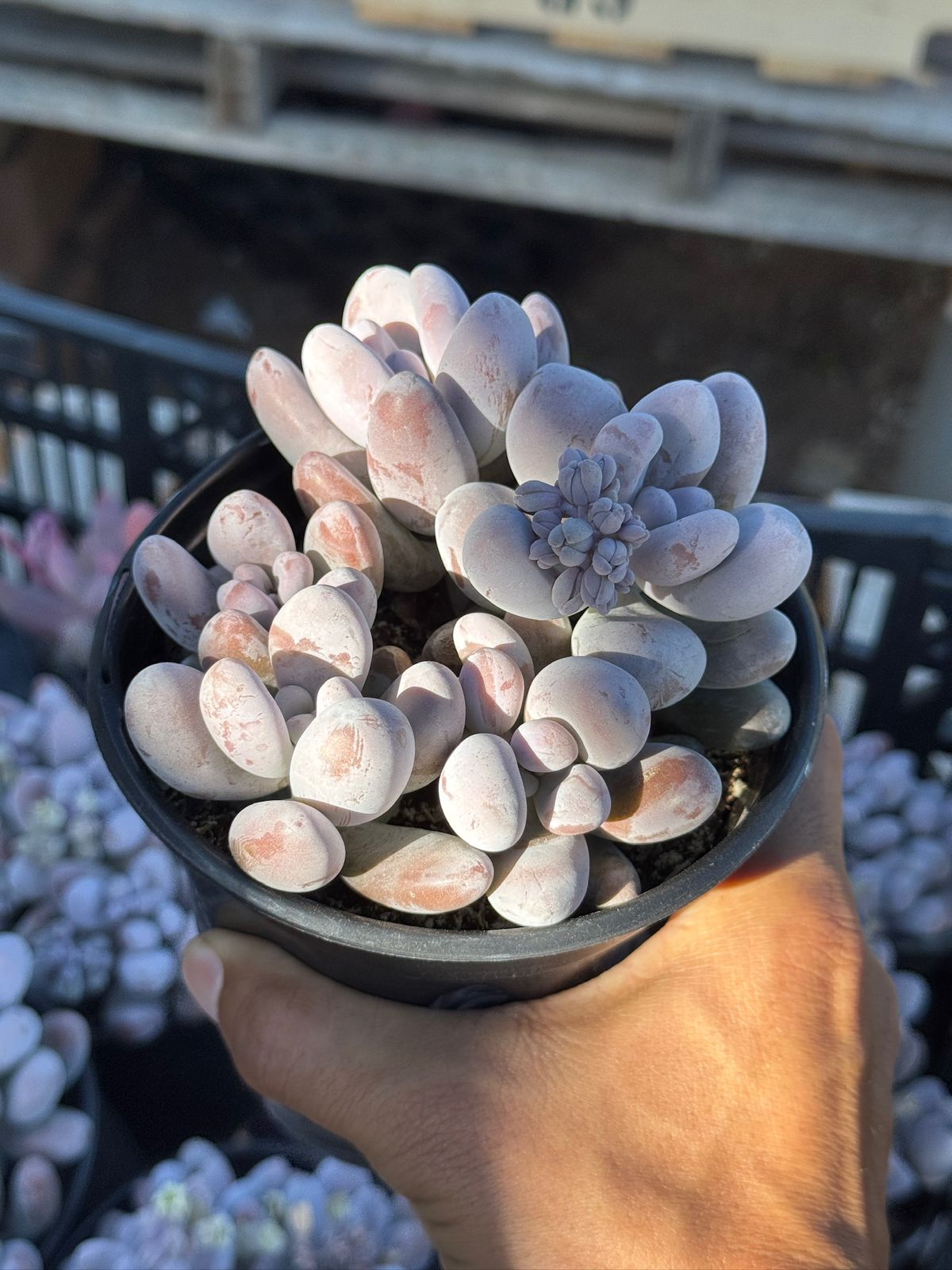 Pachyphytum hibrido