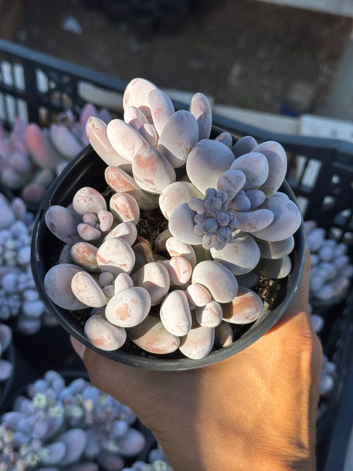 Pachyphytum hibrido