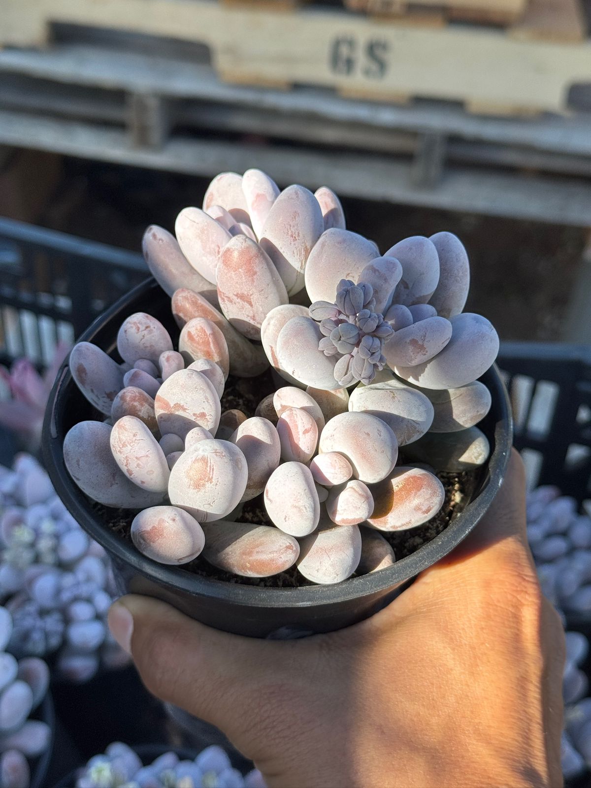 Pachyphytum hibrido