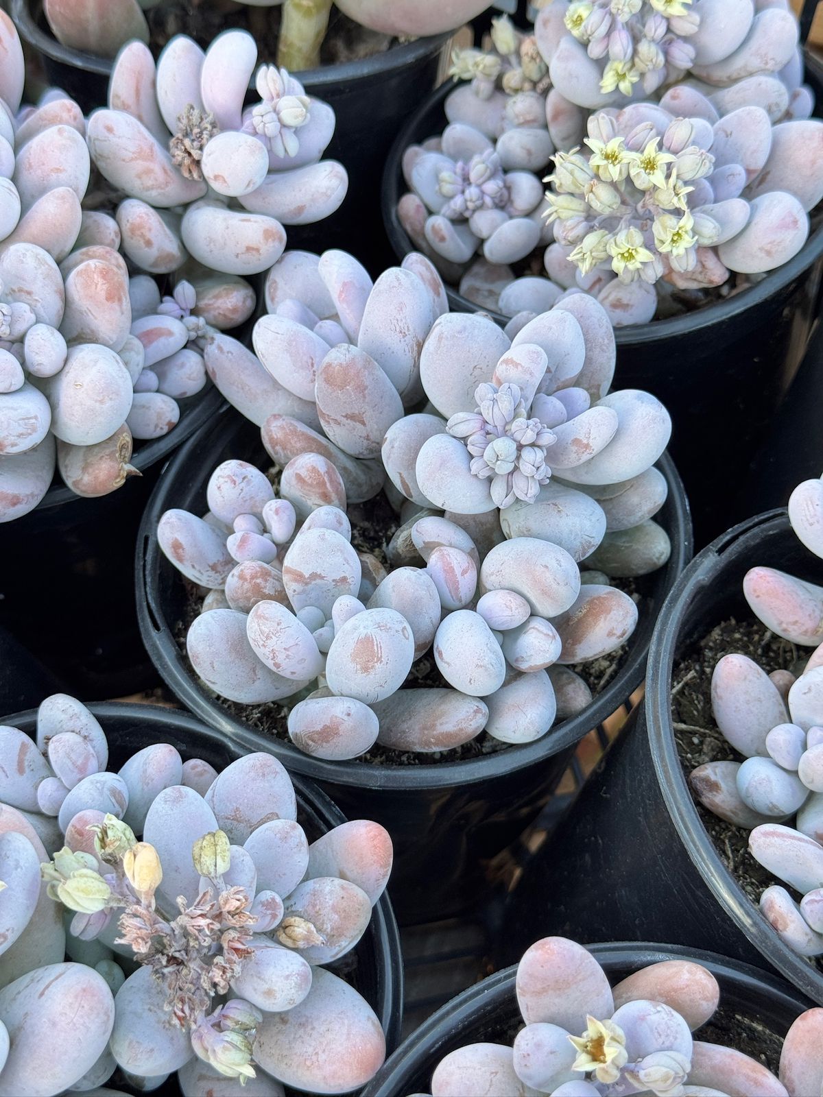 Pachyphytum hibrido