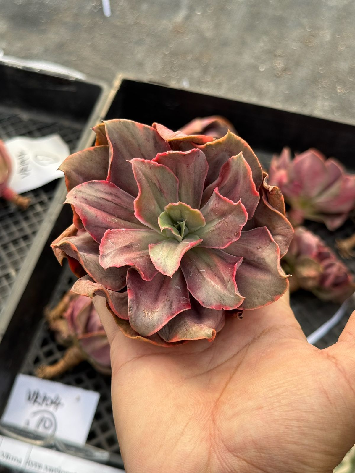 Echeveria iyra Variegada