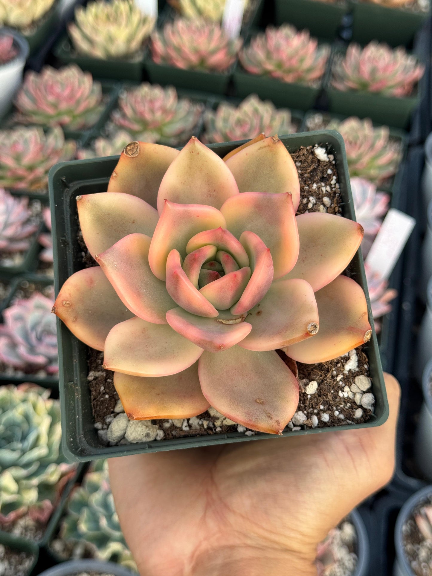 Agavoide Ebony variegado