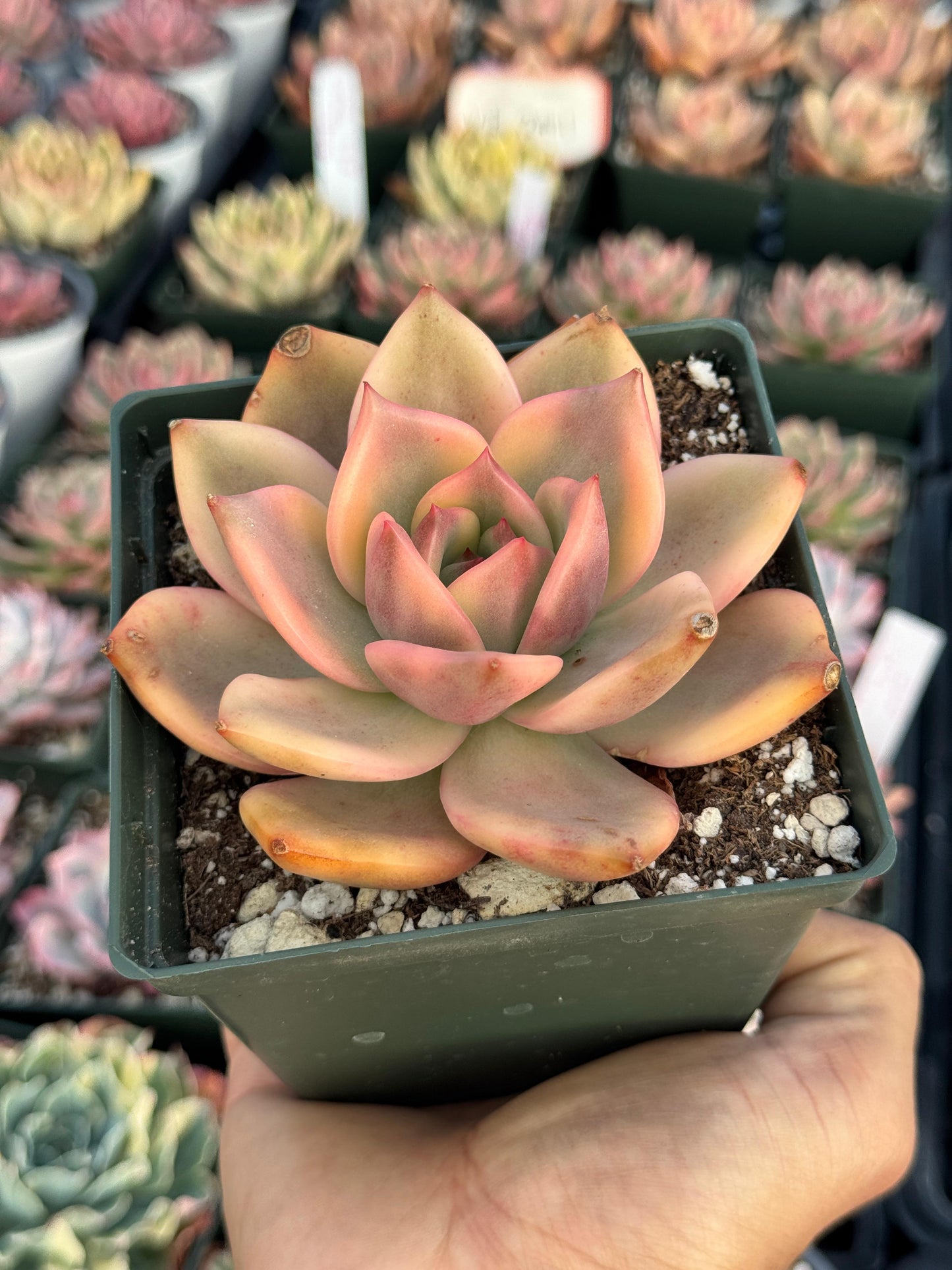 Agavoide Ebony variegado