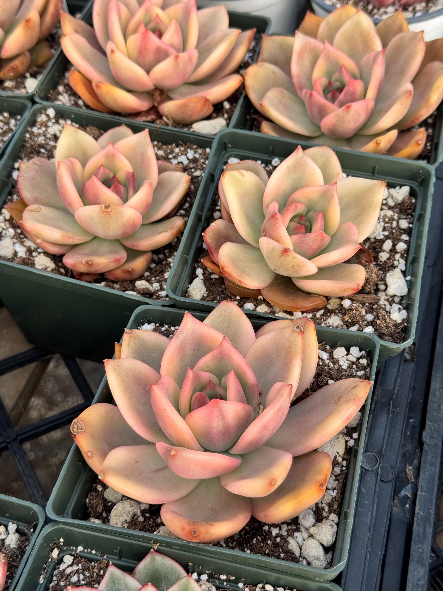 Agavoide Ebony variegado