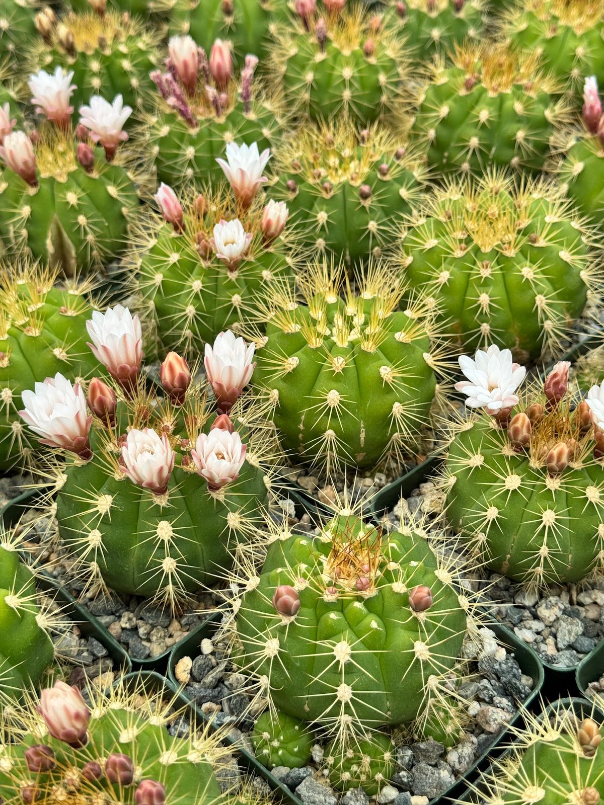 Gymnocalycium chacoense
