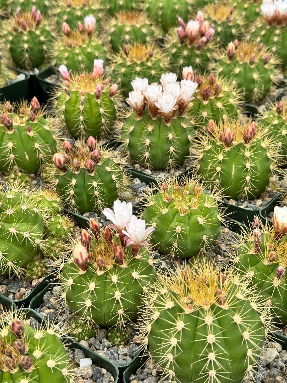 Gymnocalycium chacoense
