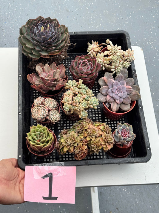 Charola de suculentas mix importadas