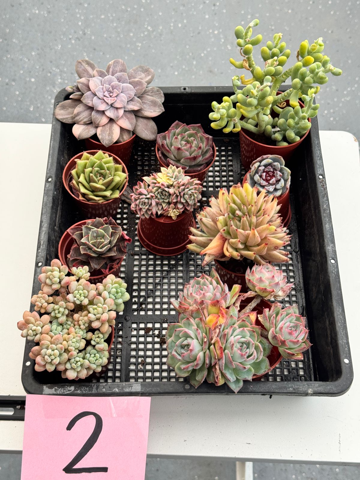 Charola de suculentas mix importadas