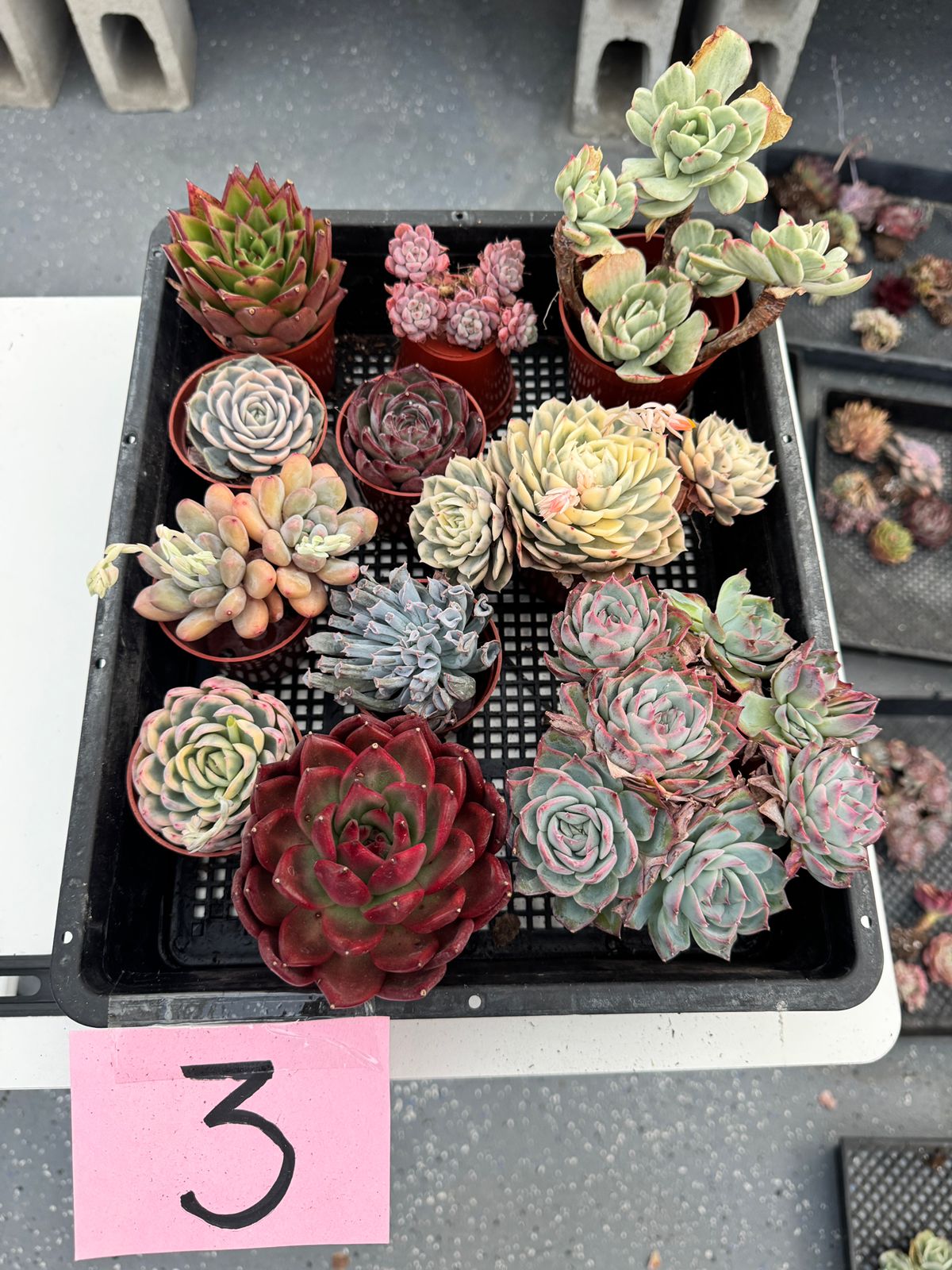Charola de suculentas mix importadas